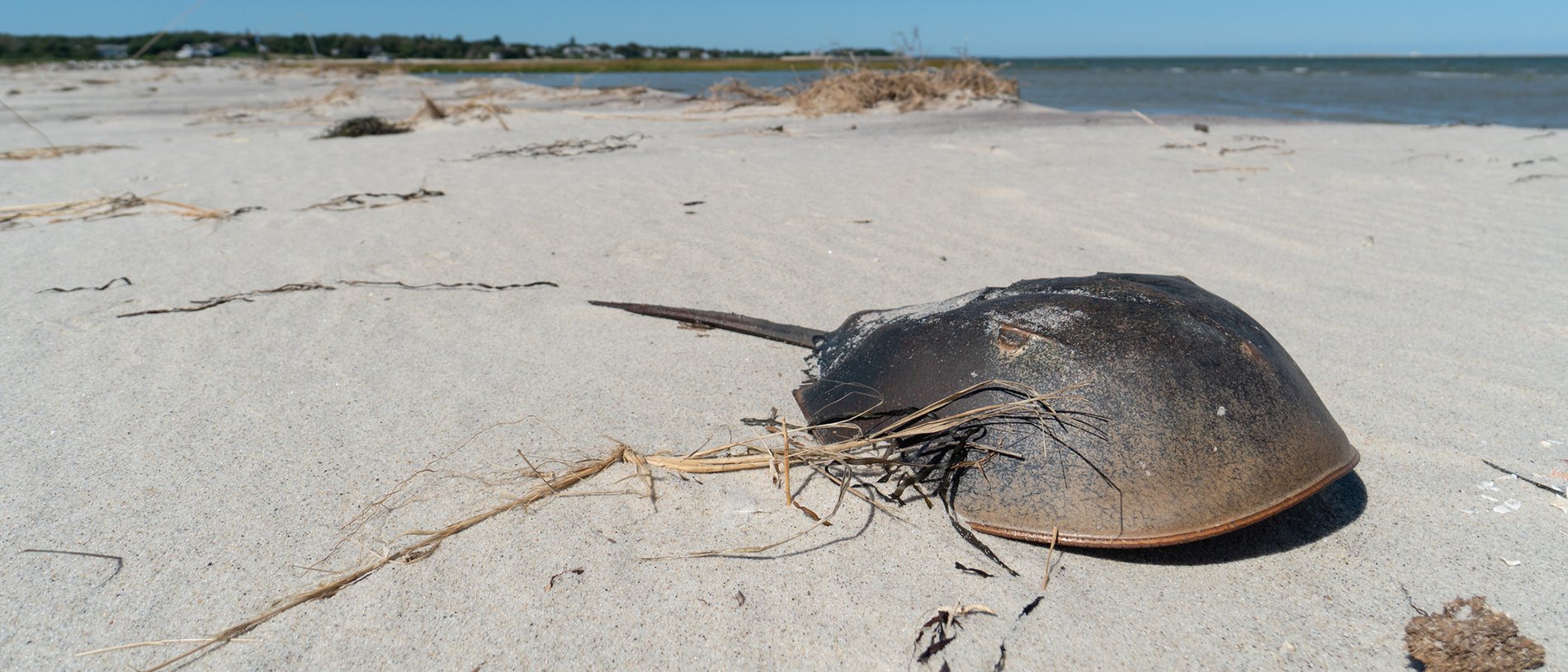 Horseshoe crab on beach