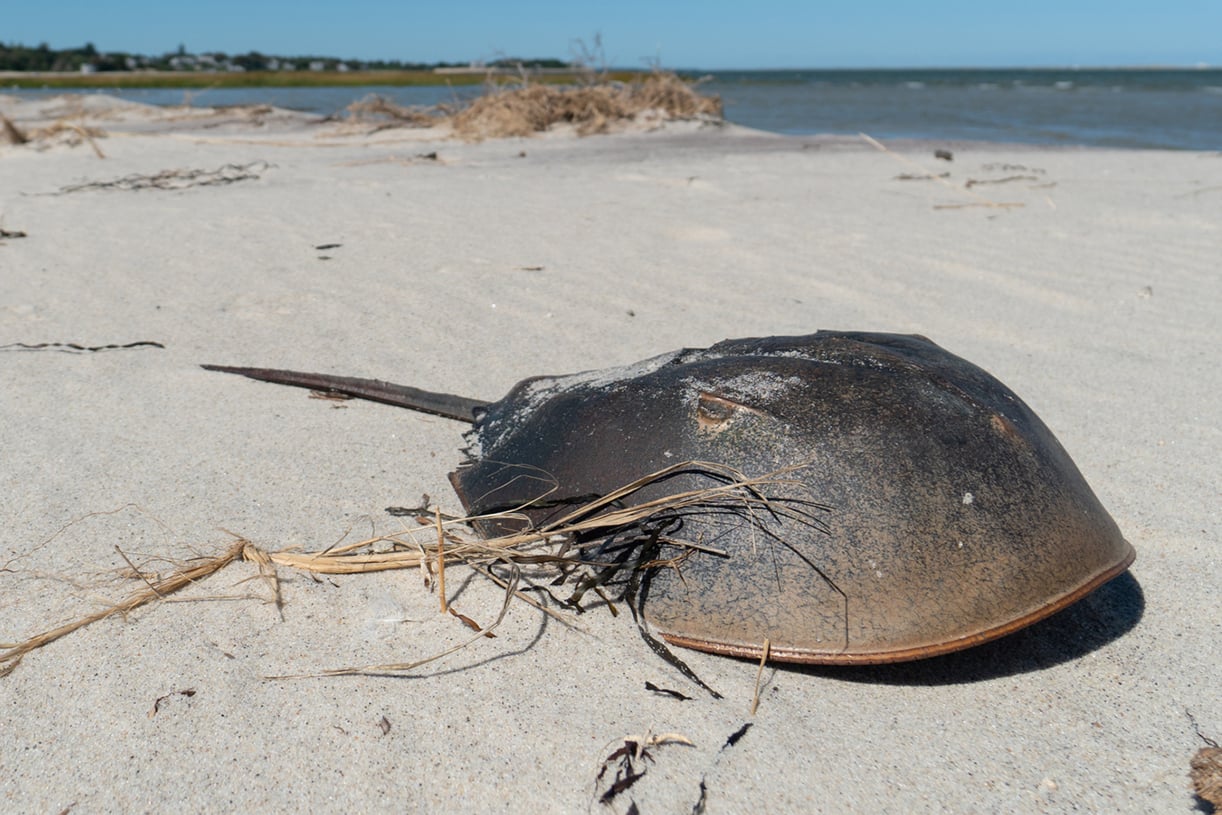 Horseshoe crab on beach