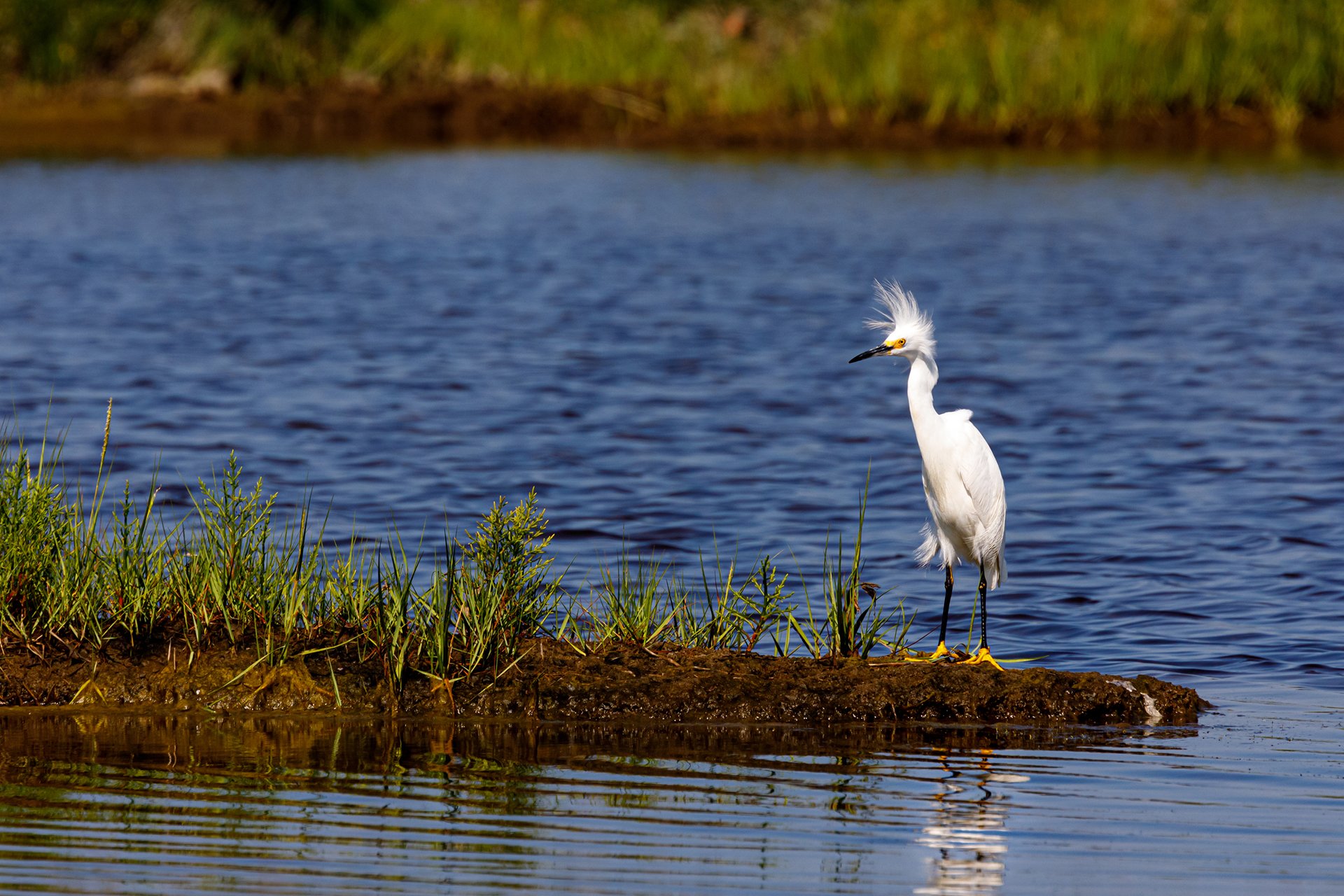 Snowy Egret standing on grassy island surrounded by water