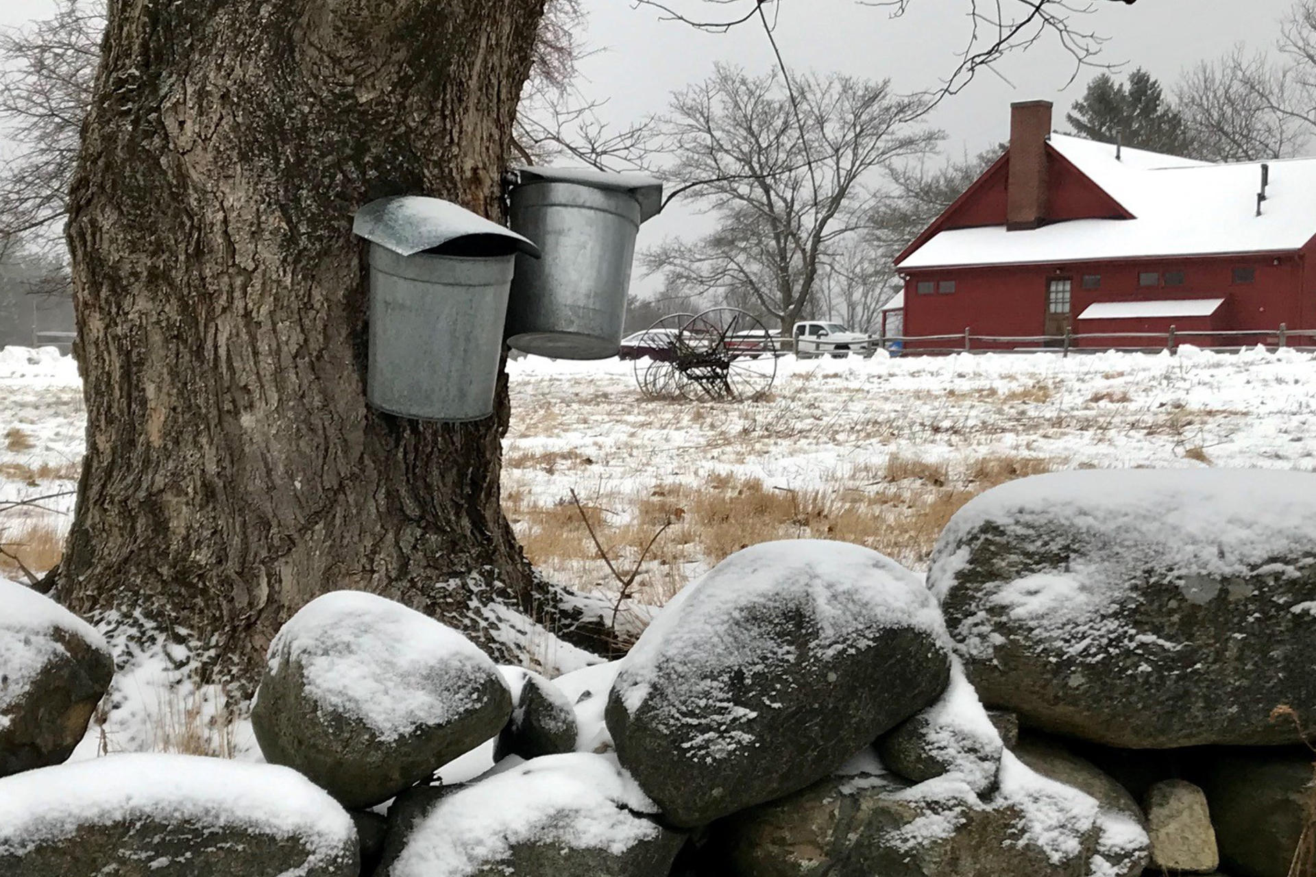 Sugar house and buckets collecting tree sap