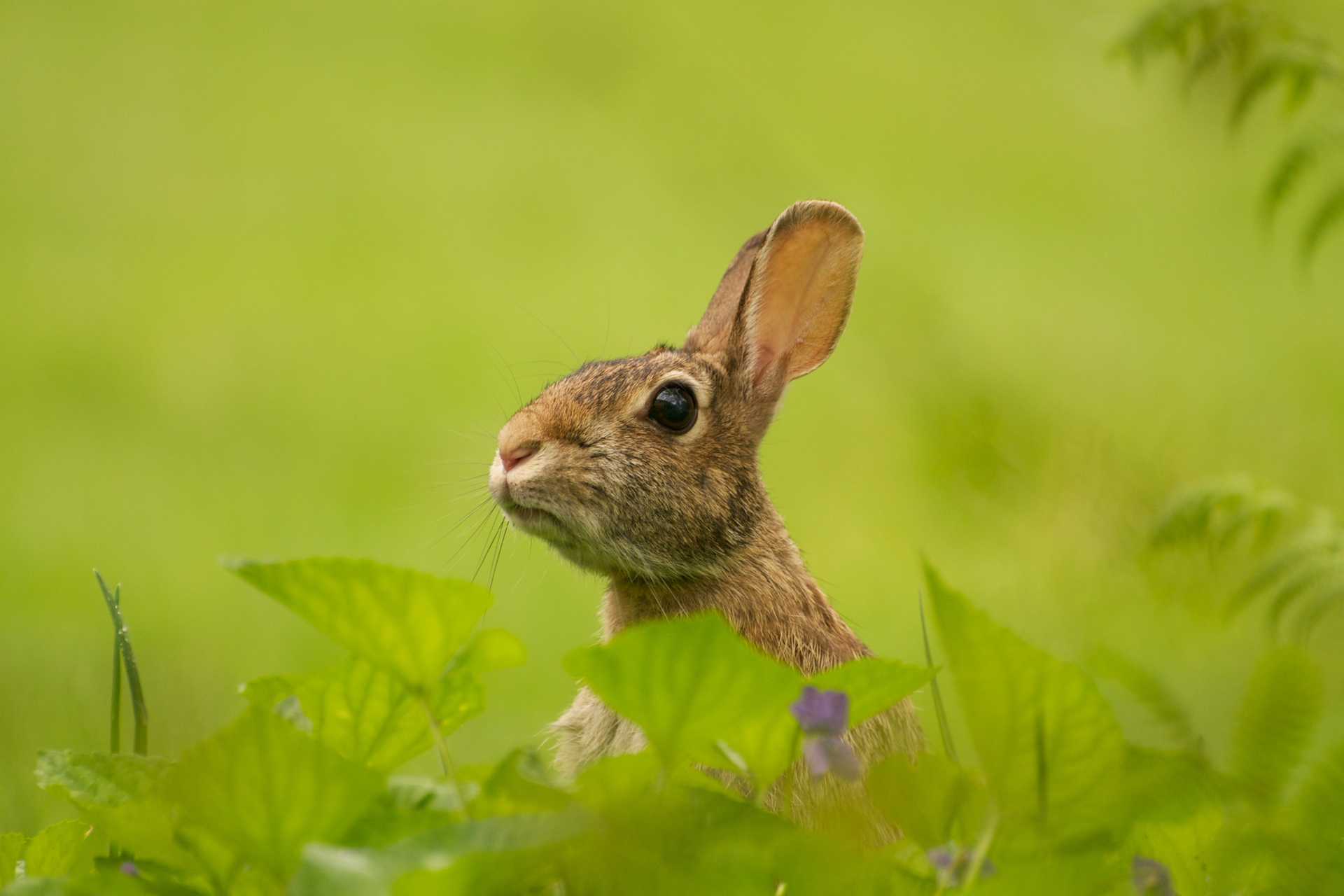 A rabbit peaking its head above green leaves.