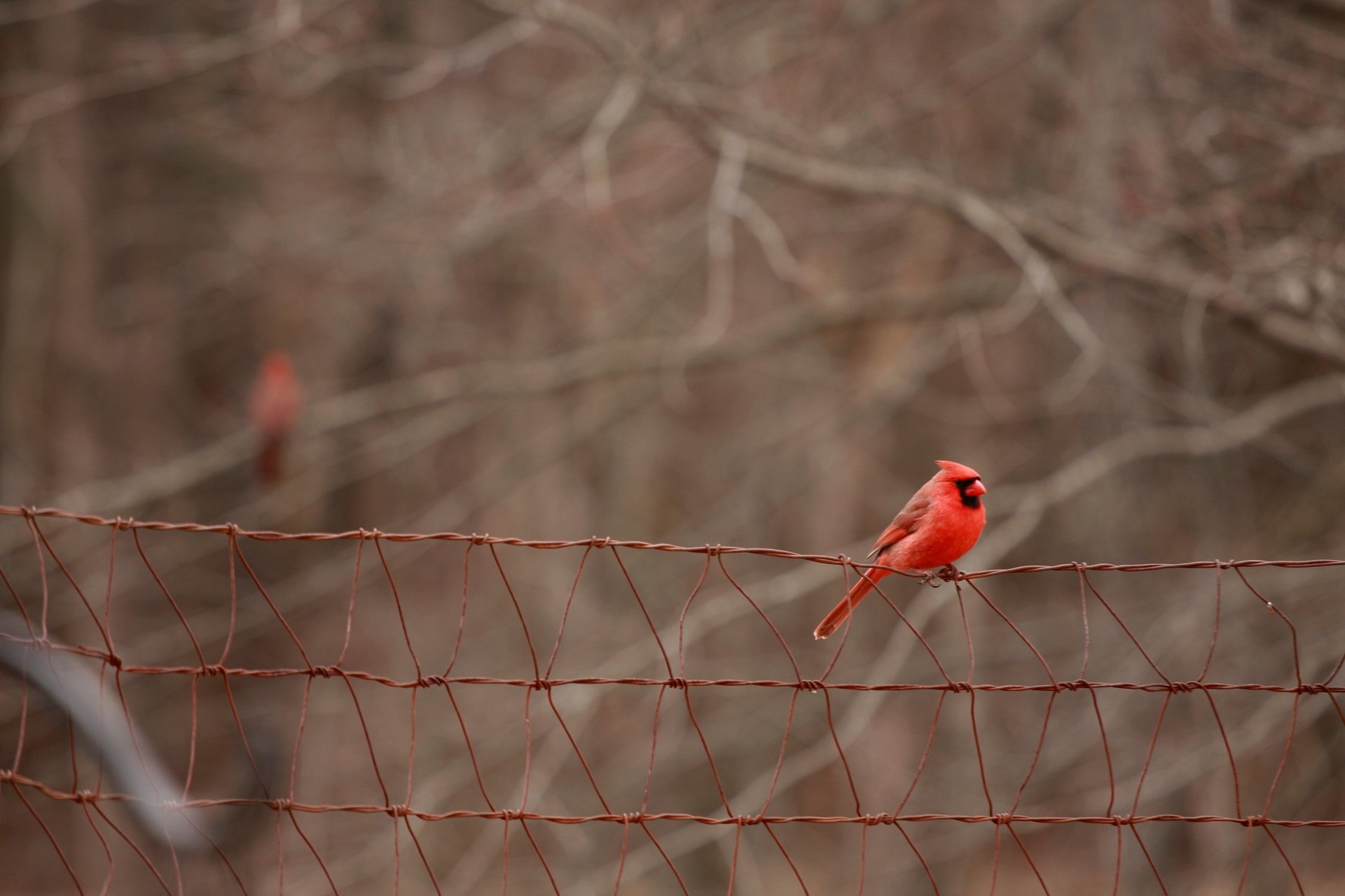 A bright red Northern Cardinal perches on a wire fence in winter. Another Cardinal perches in the trees behind it.