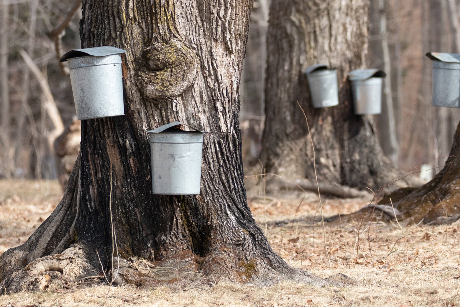 Maple sugar buckets on trees