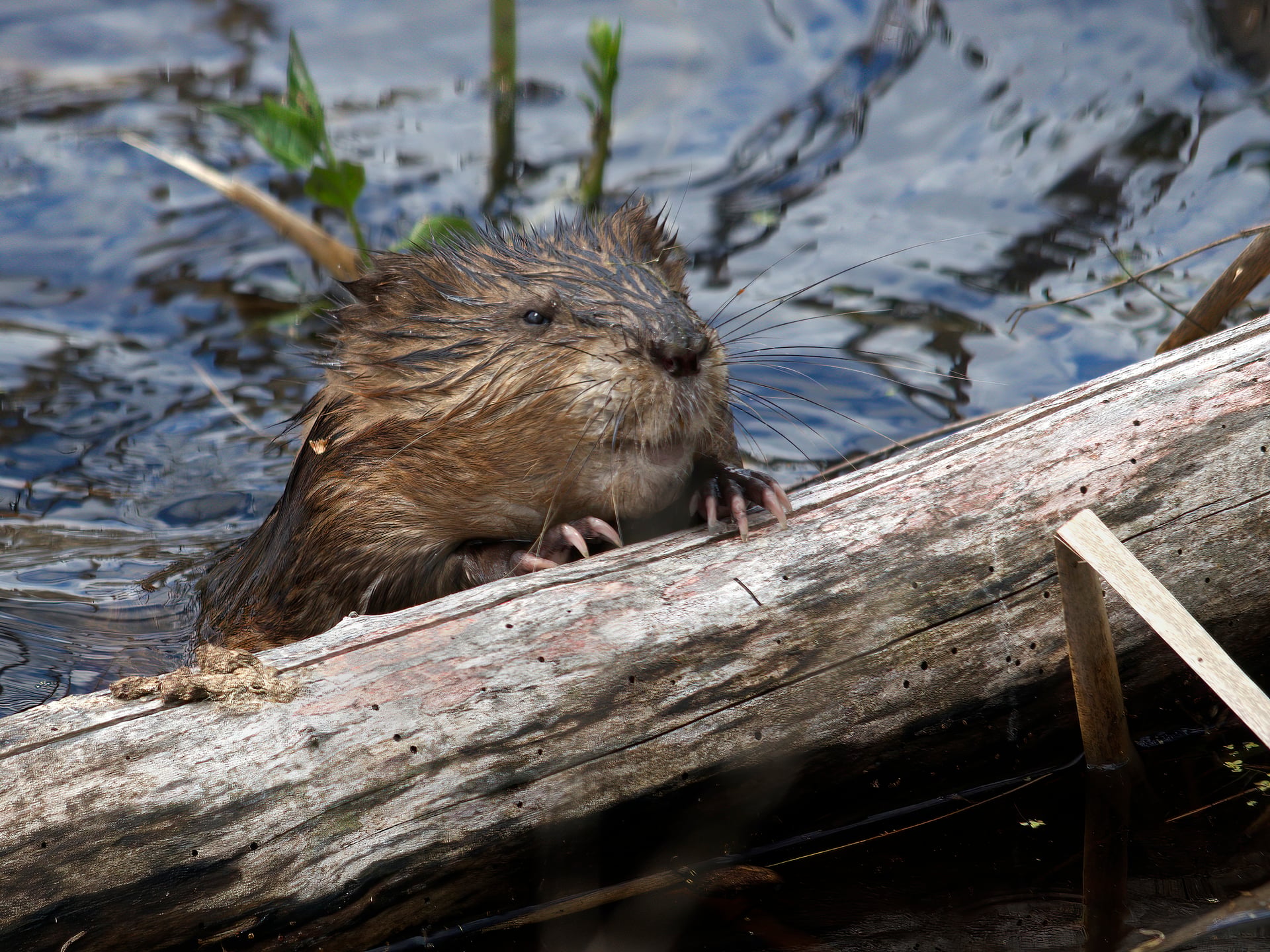 beaver with hands on log