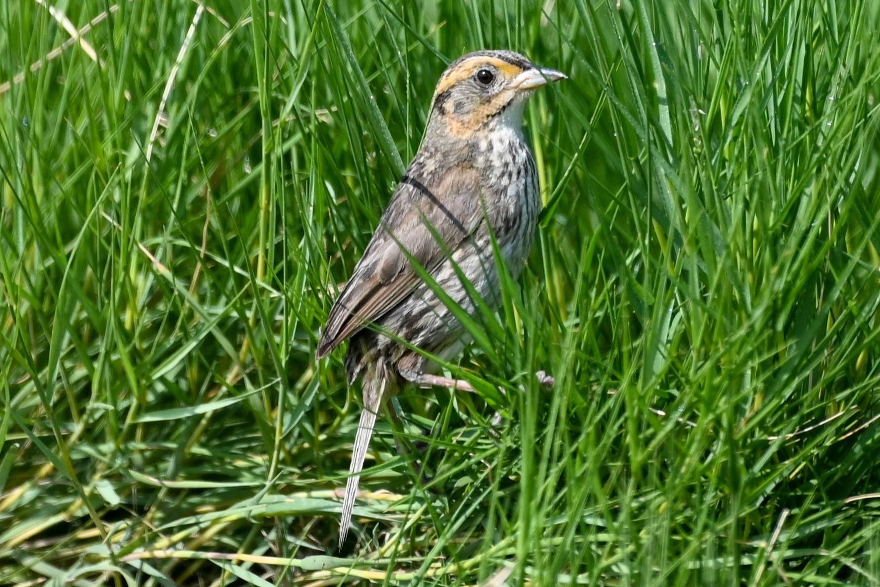 A Saltmarsh Sparrow perches in the grass.