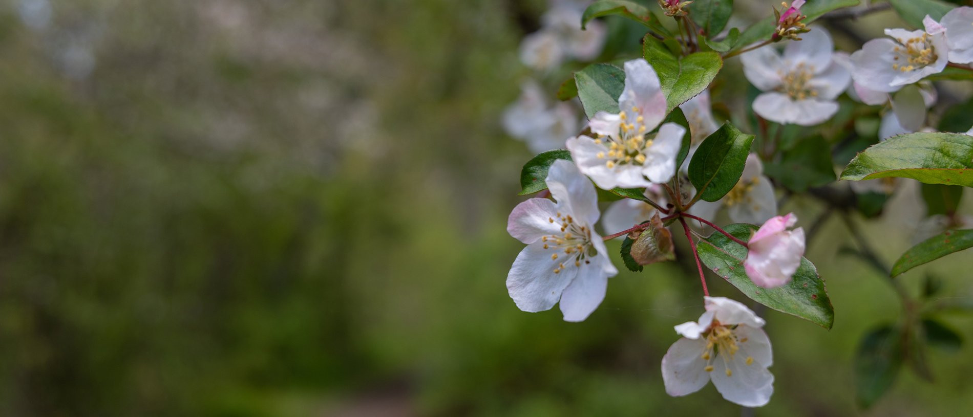 White flowers blooming on a branch.