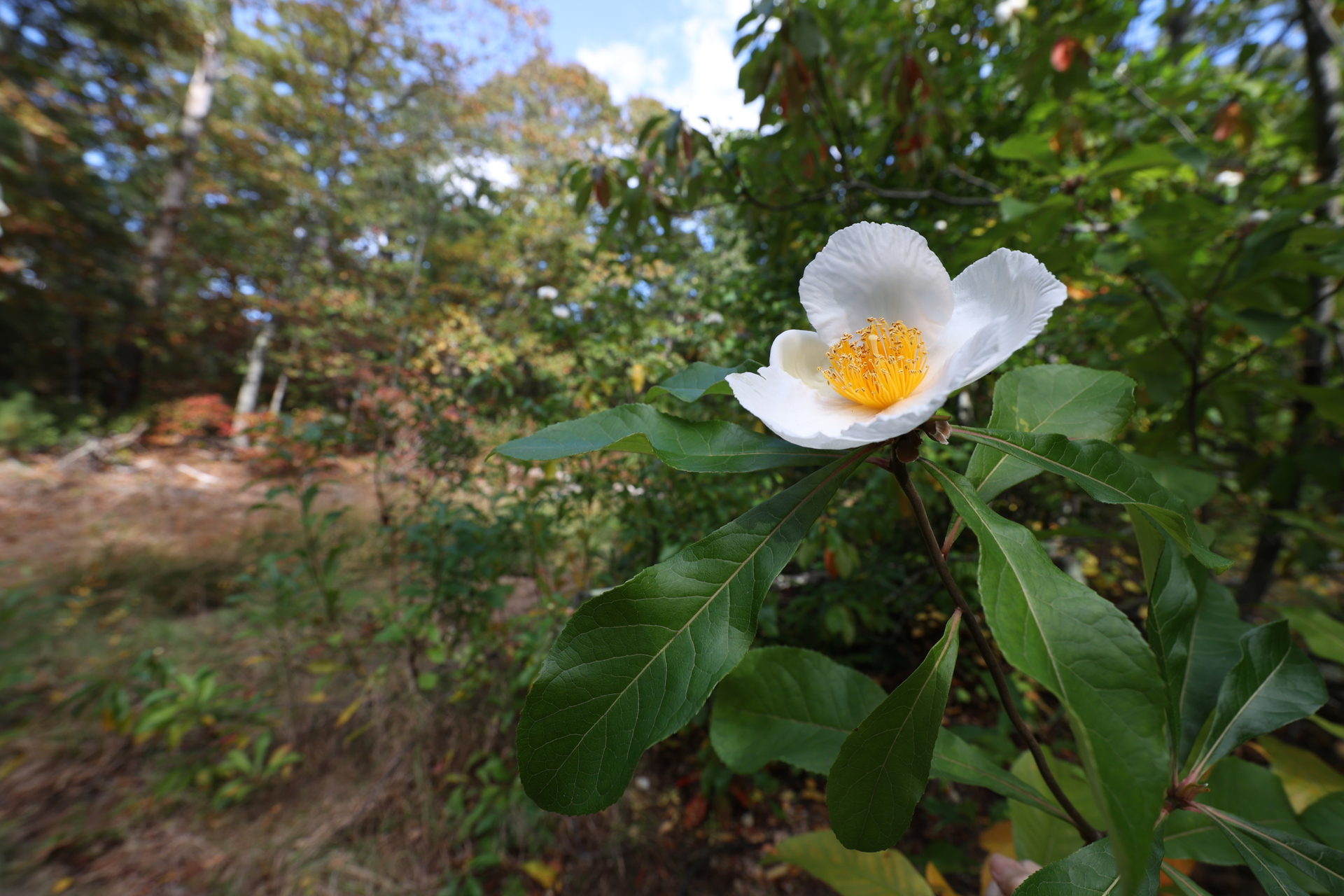 White flower with large dark green leaves