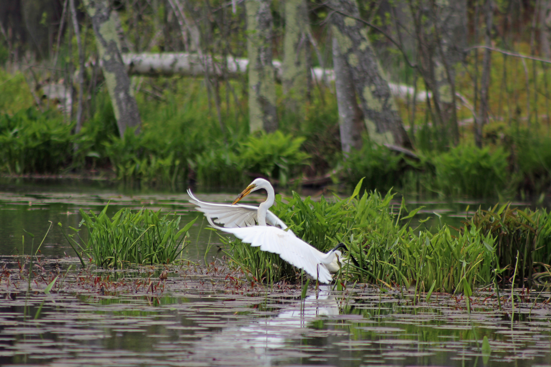 Great Egret flapping its wings atop water