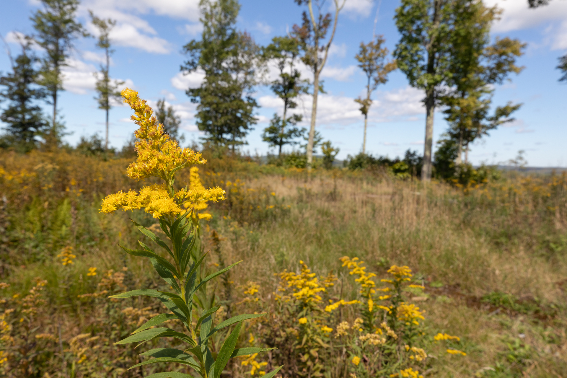 Yellow flower in the forefront with grassland and trees in the background.