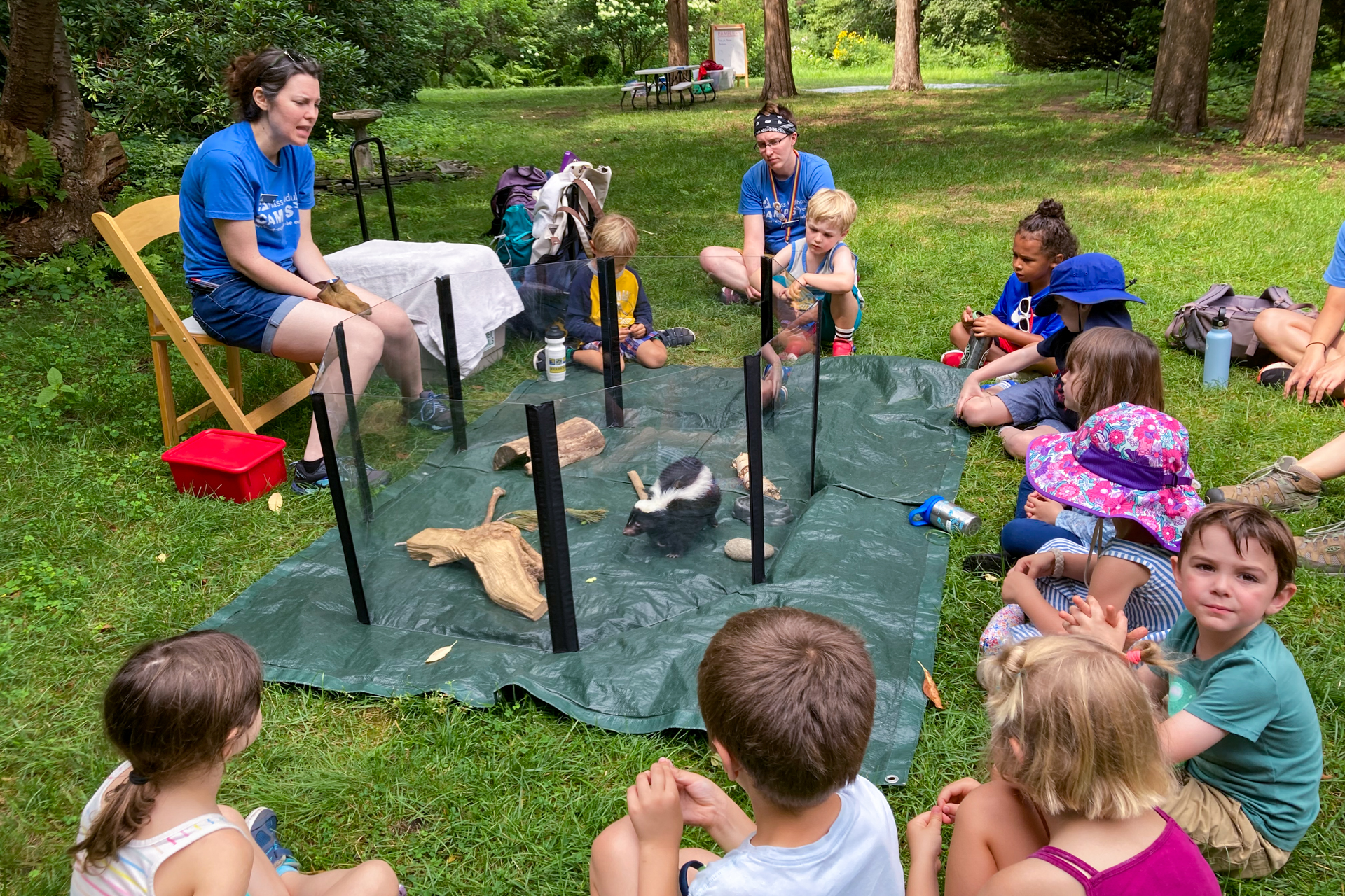 A group of campers at Habitat Nature Camp seated in a half-circle around a skunk inside a small plexiglass enclosure during an Animal Ambassador presentation by a camp educator
