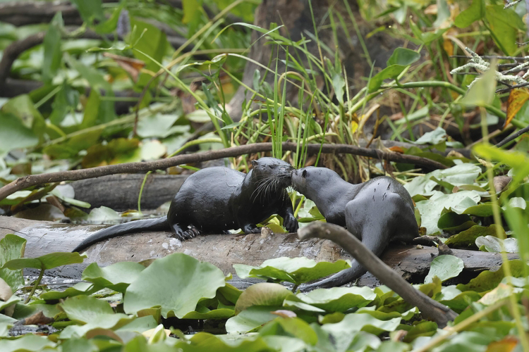 Two wet river otters facing touching snouts on a log surrounded by lily pads.