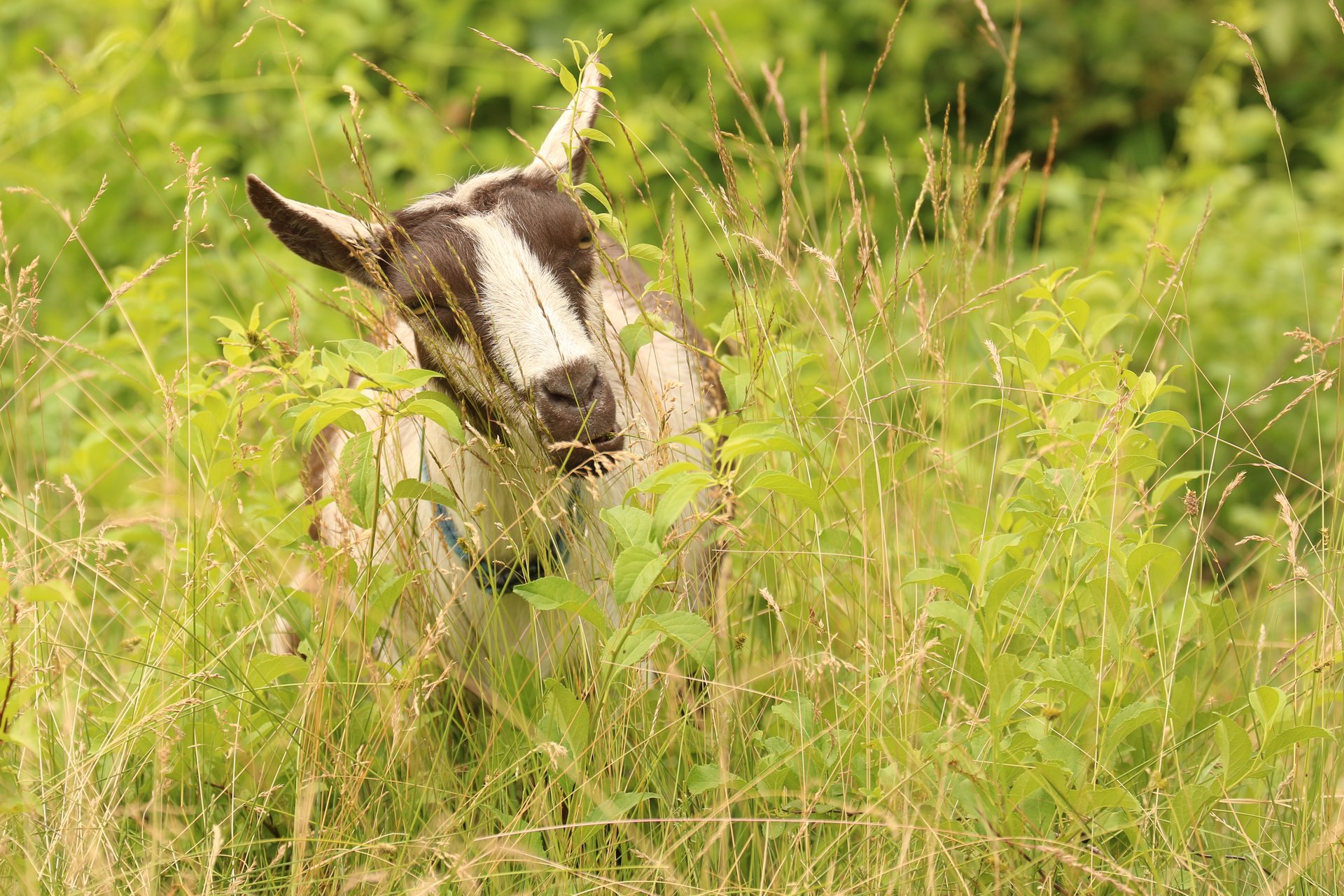 A brown and white goat standing in tall green and brown grass.