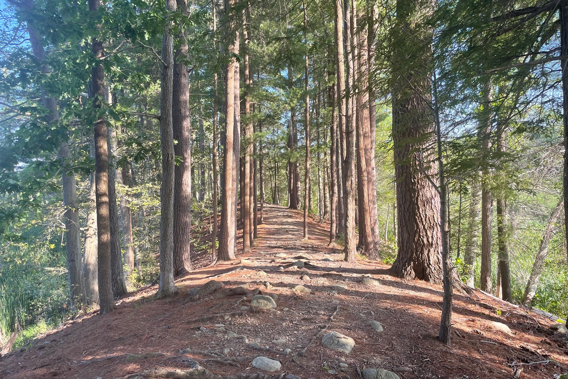Path lined with tall trees