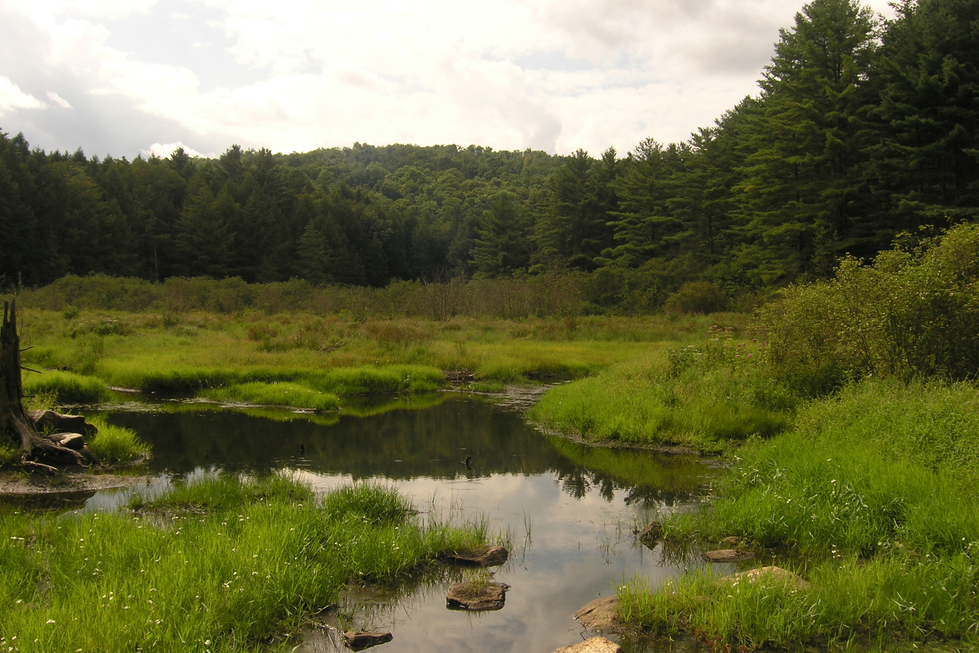 A green marsh surrounded by dark green trees