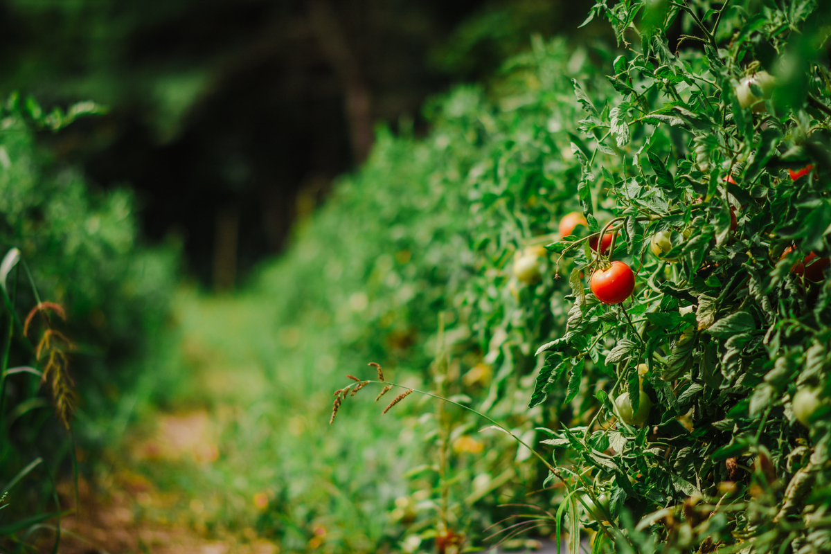 Several red and green tomatoes hanging off of green vines.