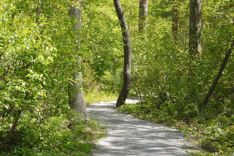 A gravel path in the woods. Green vegetation on both sides of the trail.