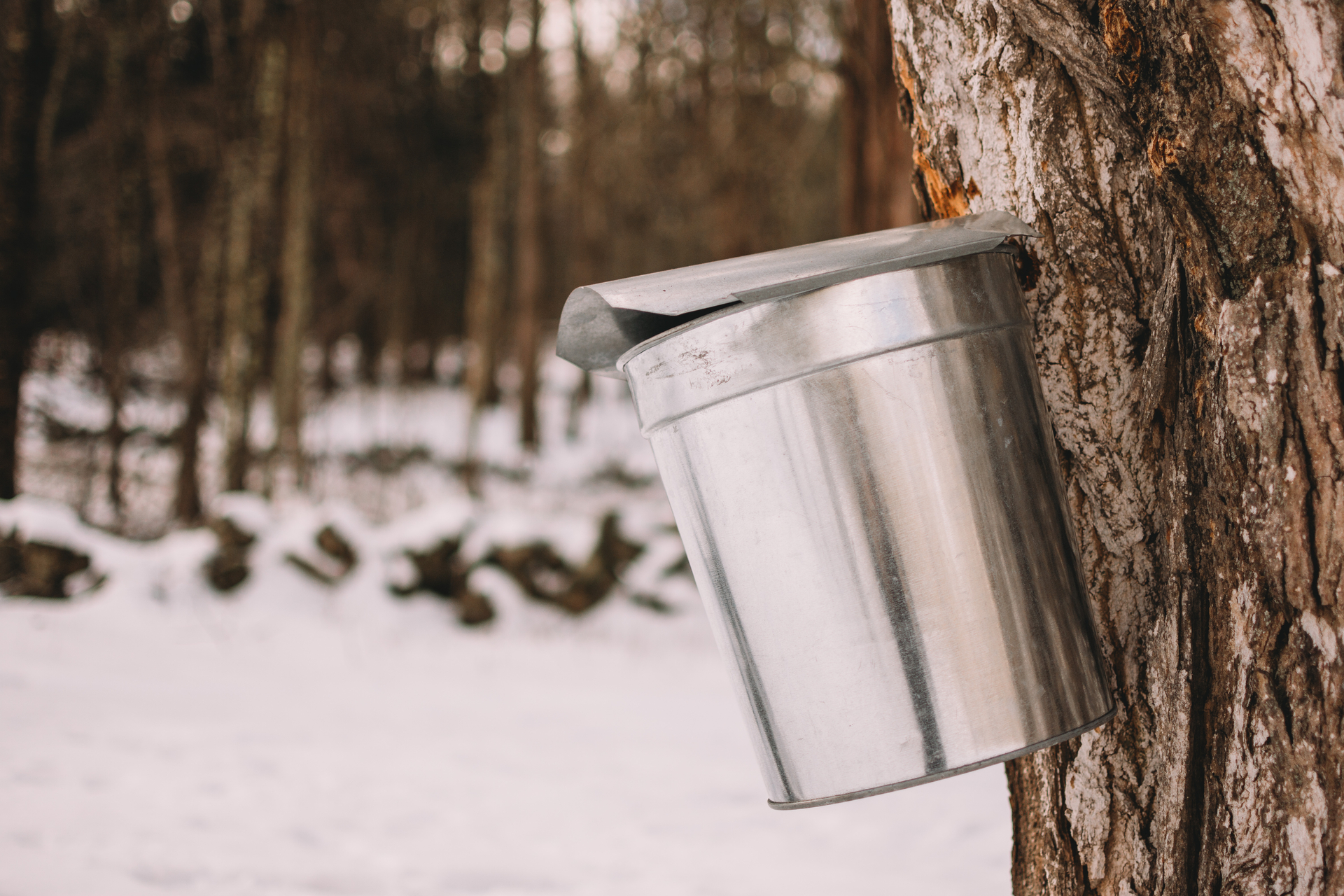 Closeup of a bucket and tap on a maple tree in winter