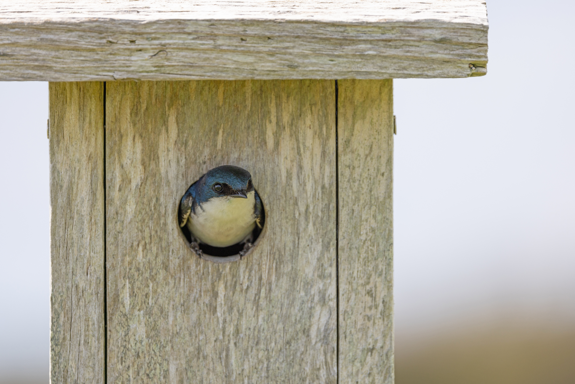 Tree swallow resting in the entrance of a bird box