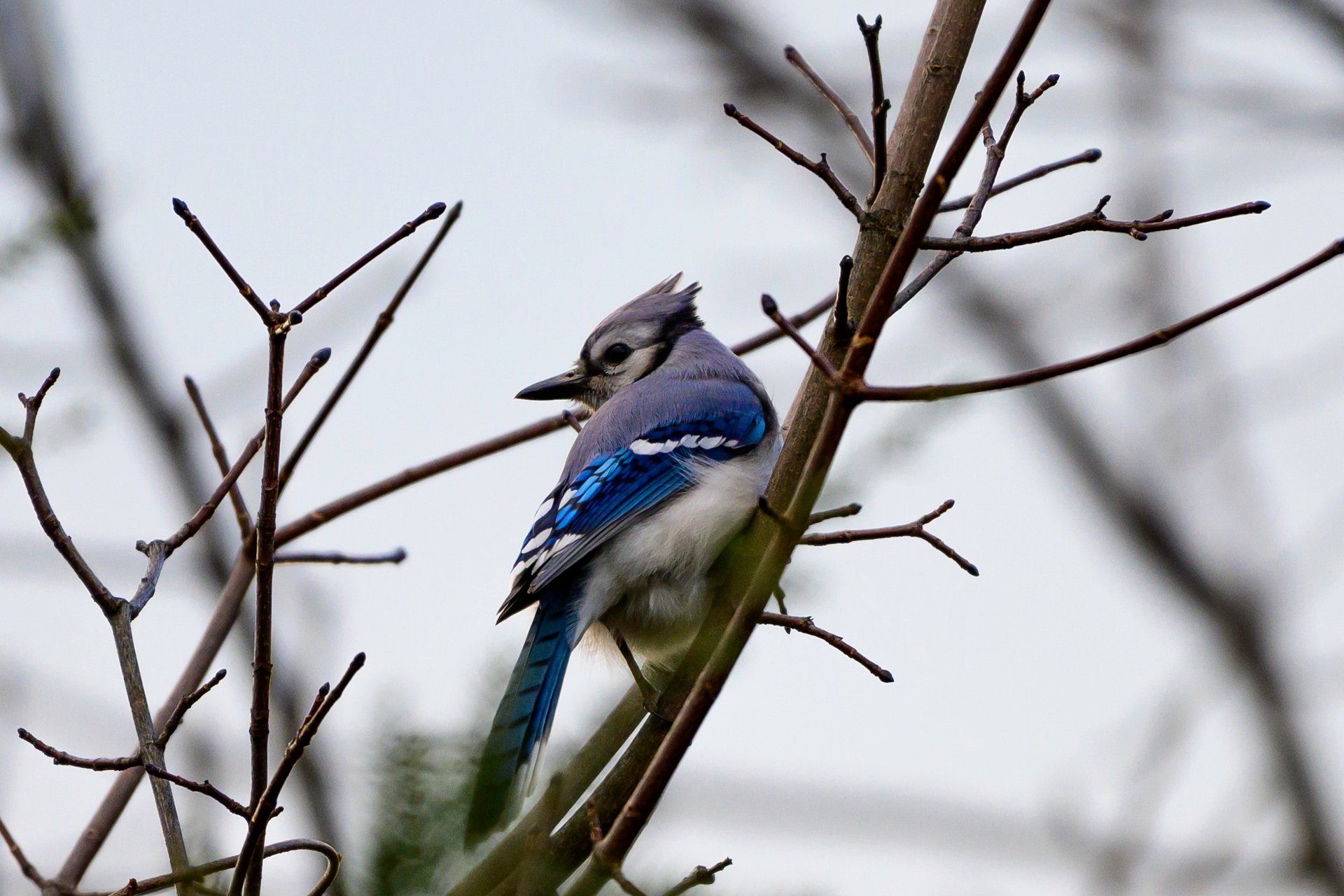 Blue jay perches on branch