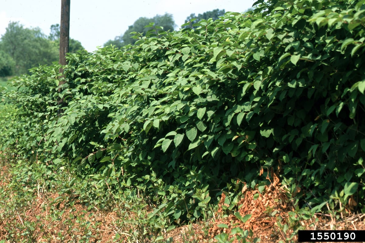 stand of Japanese knotweed