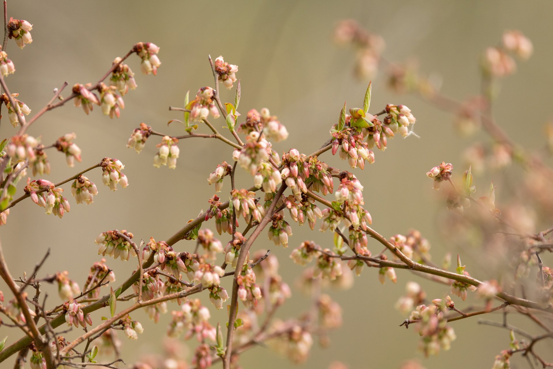 pink flowers on stems