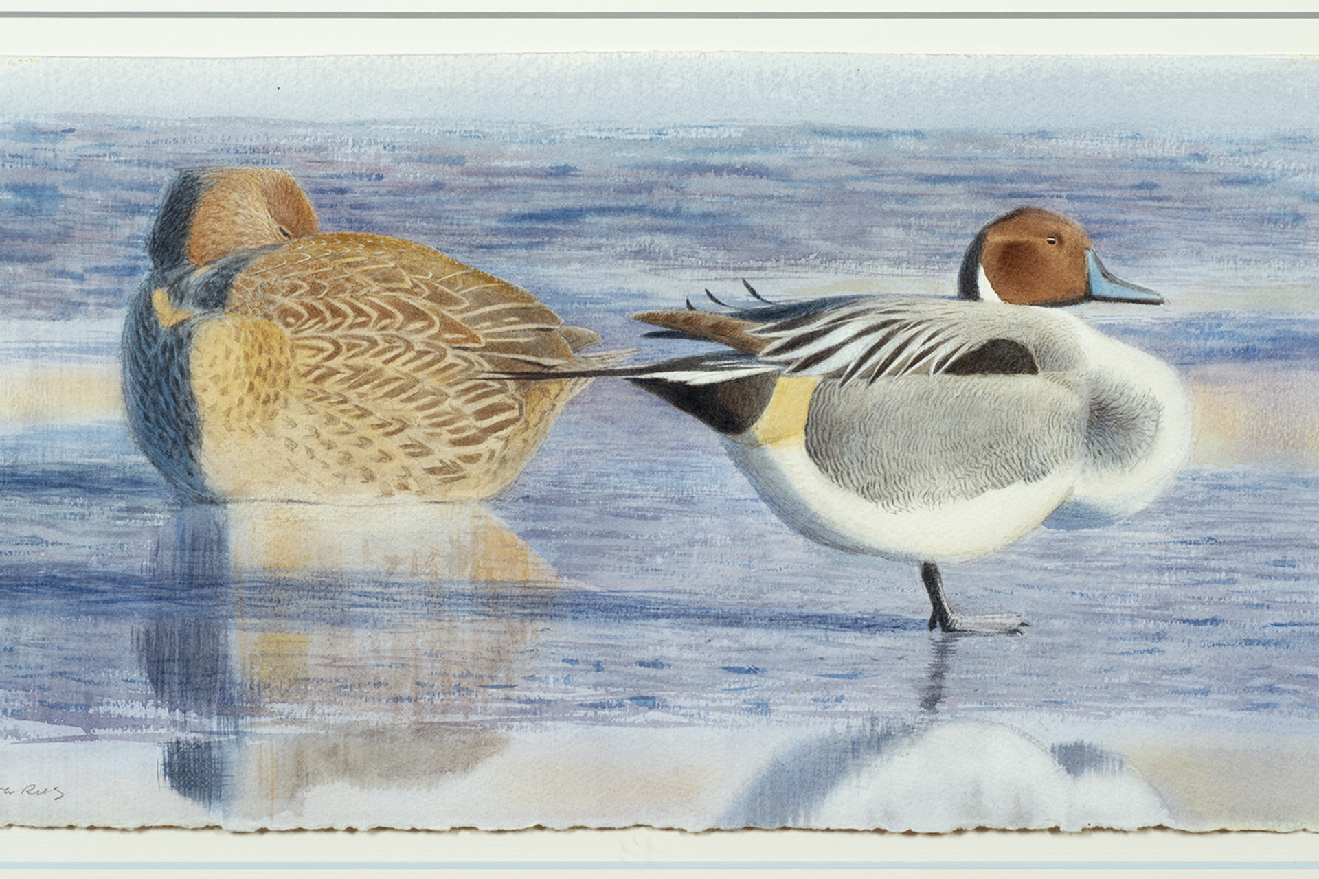 Rees Pintails 2083-1920x1280.png