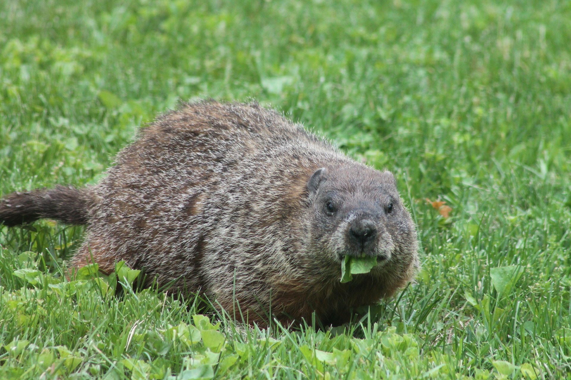 A groundhog on grass eating a leaf.
