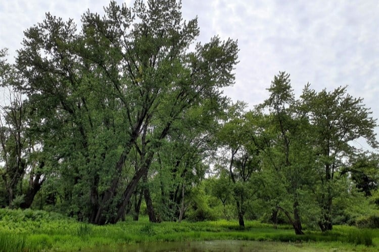 Silver Maple Trees