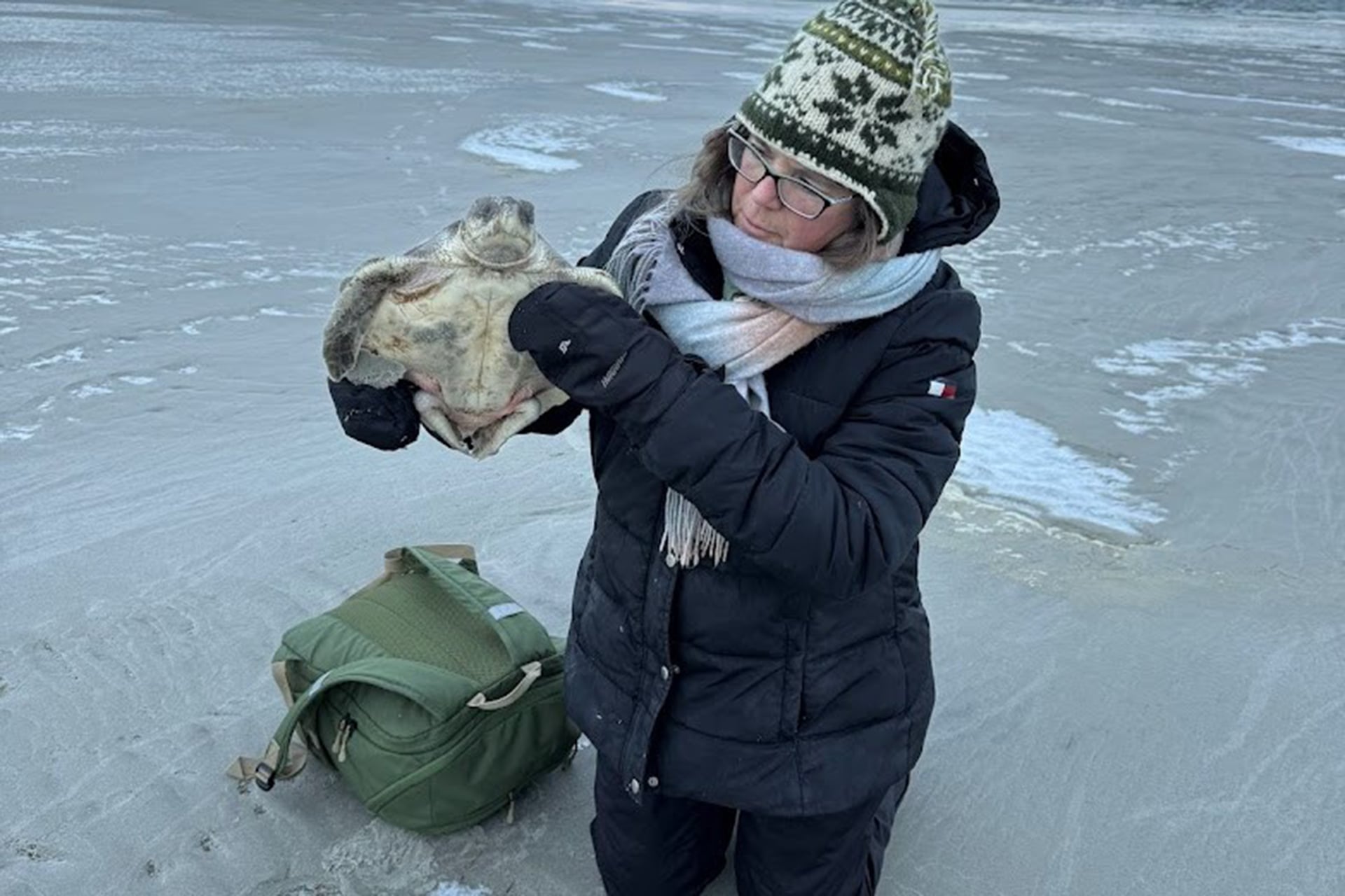 Staff holding up a cold-stunned sea turtle