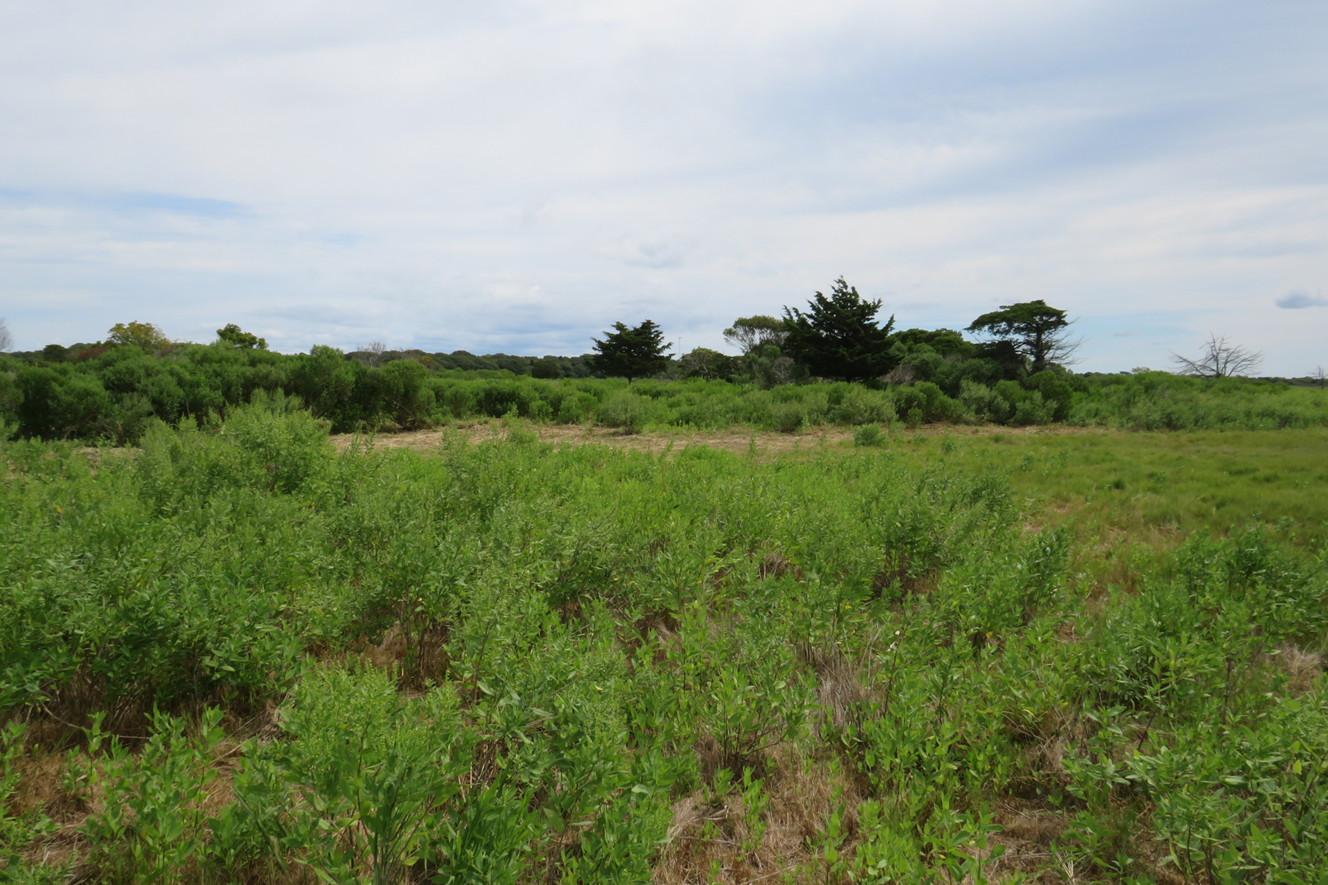 Restored salt marsh with native plants reclaiming the landscape