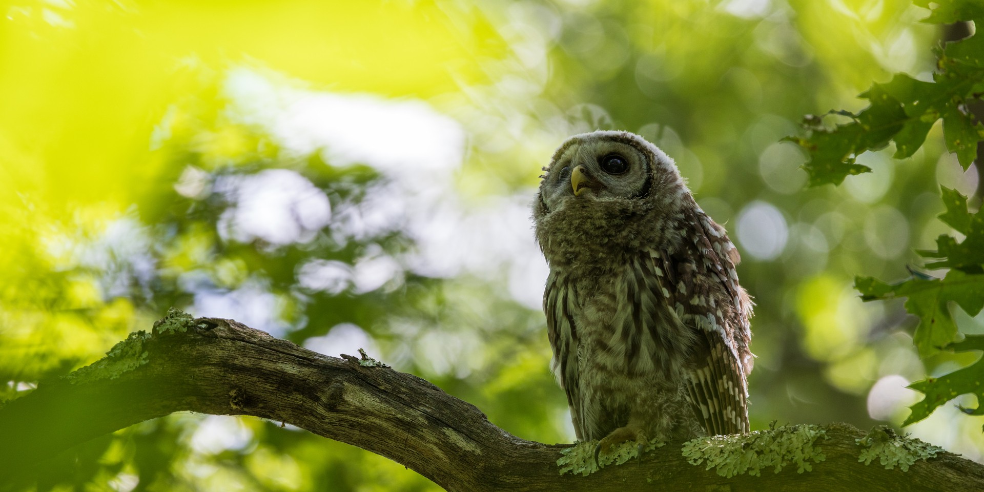 barred owl on branch looking up