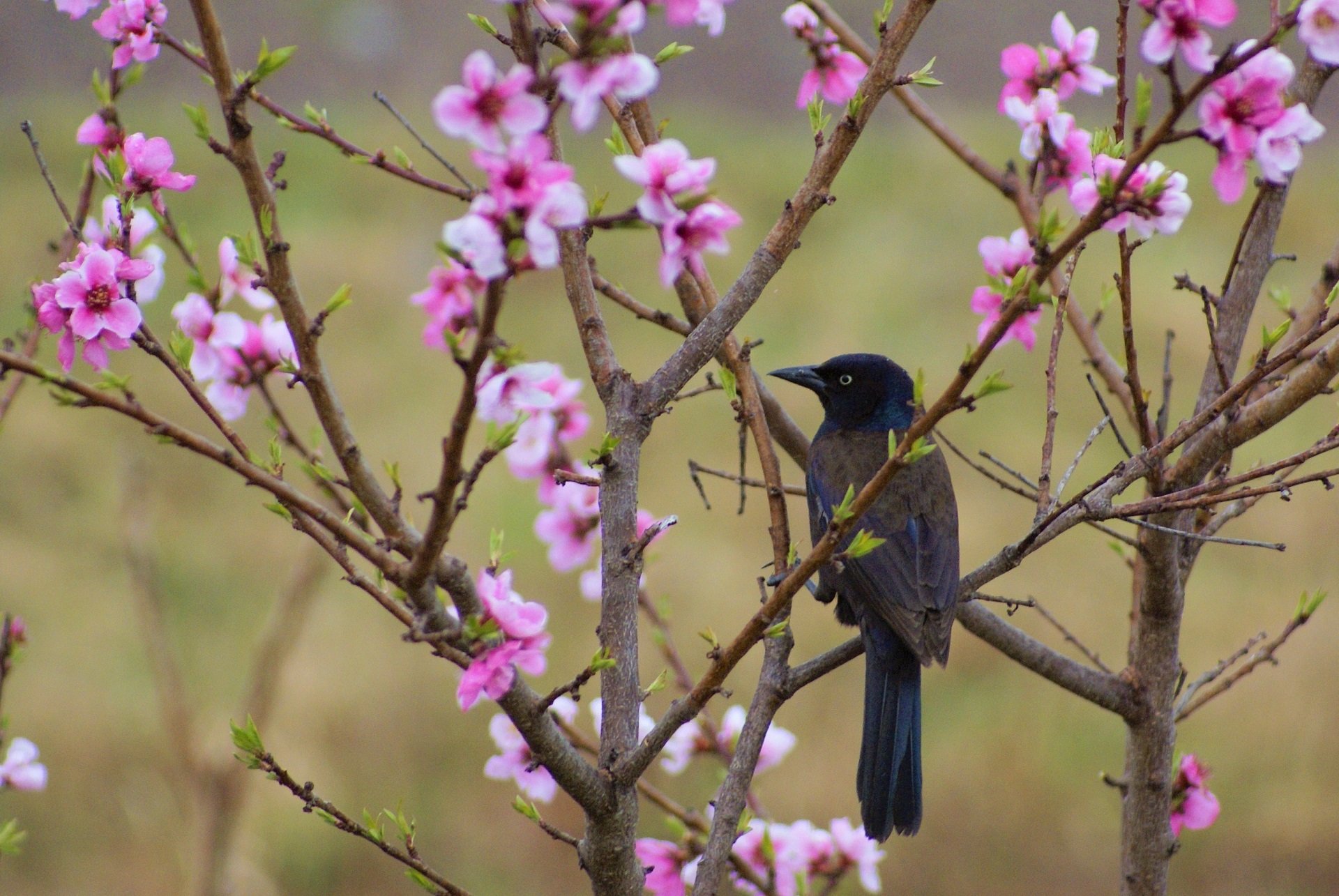 A Common Grackle perches amid pink blossoms in spring.