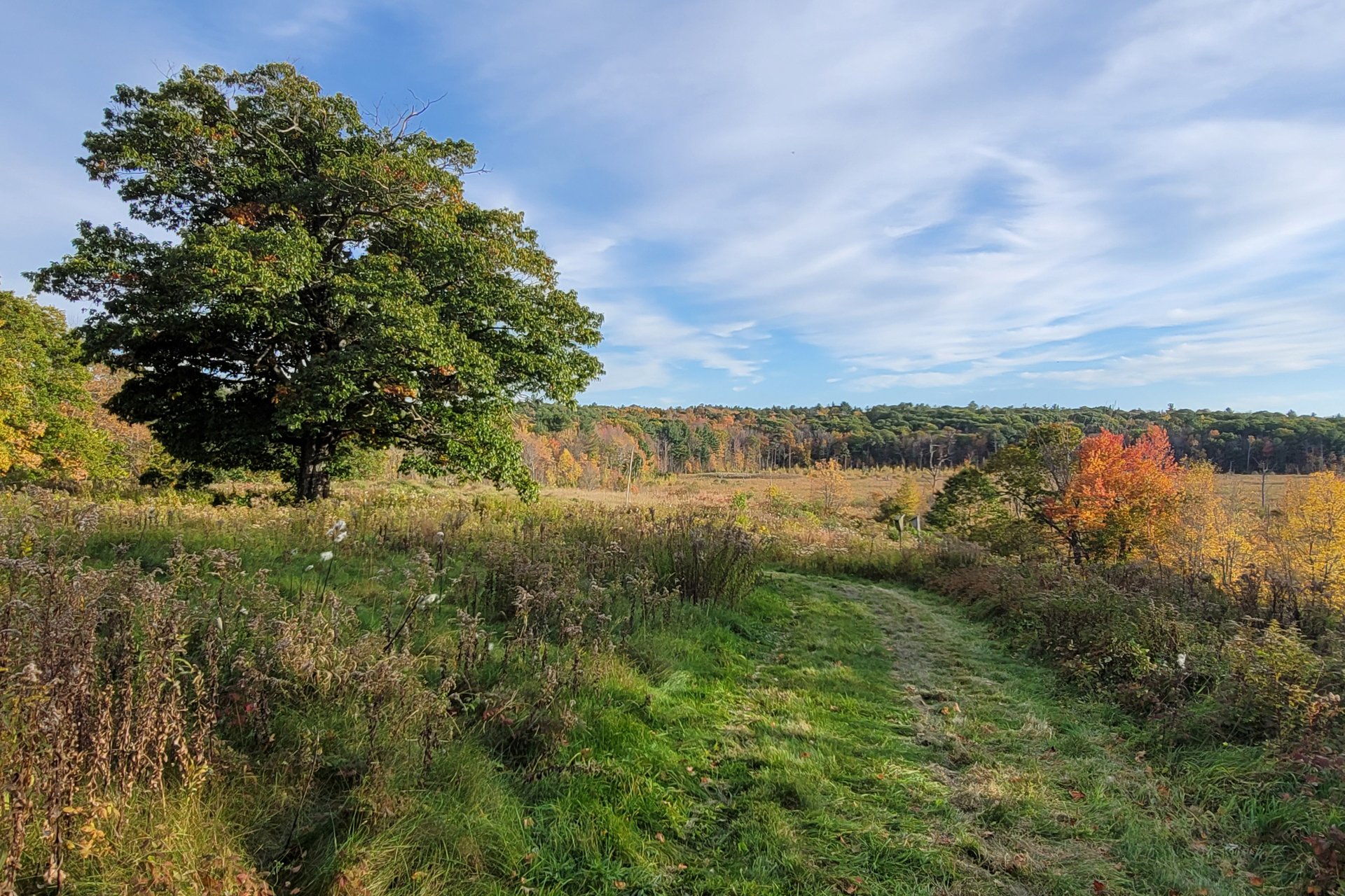 Meadow at Wachusett Meadow with tree on left and grass trail