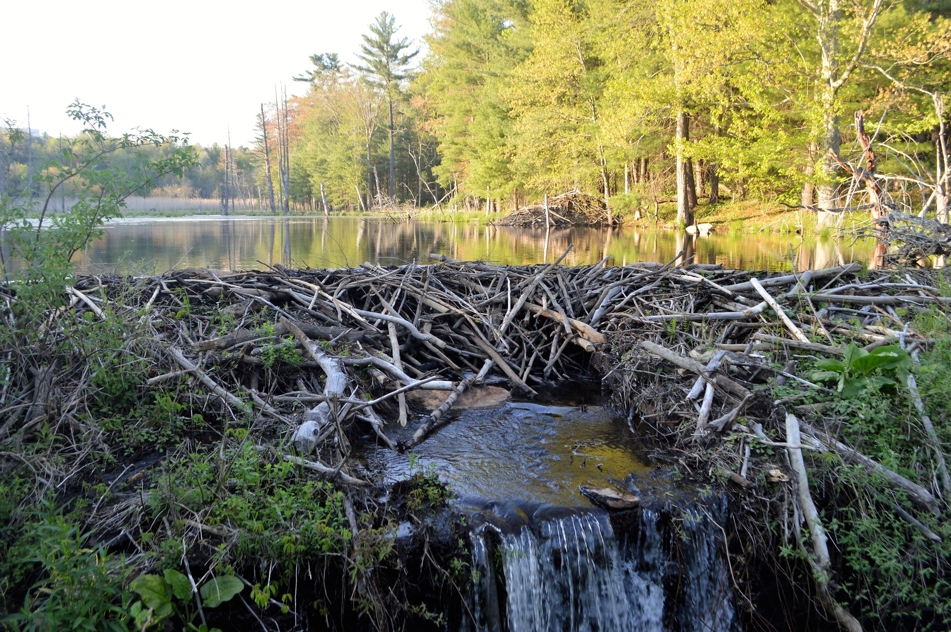 beaver dam