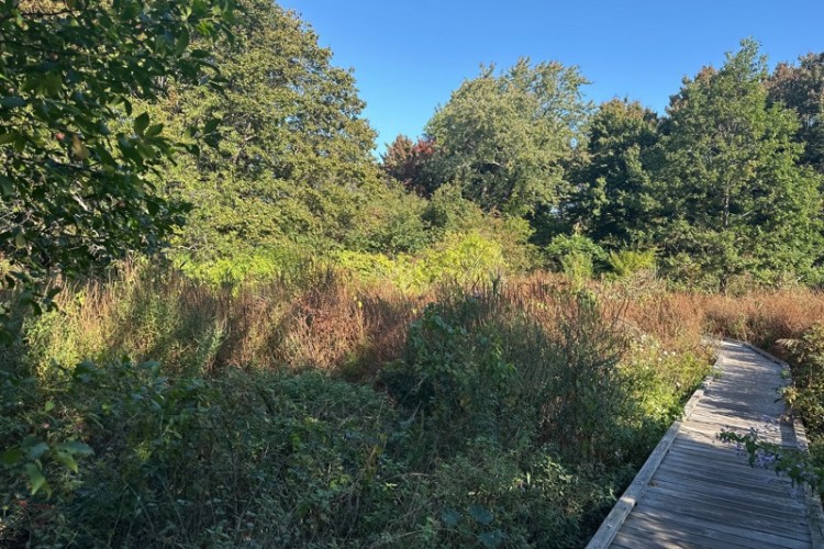 Area of Nahant Thicket before Invasive Species Removal