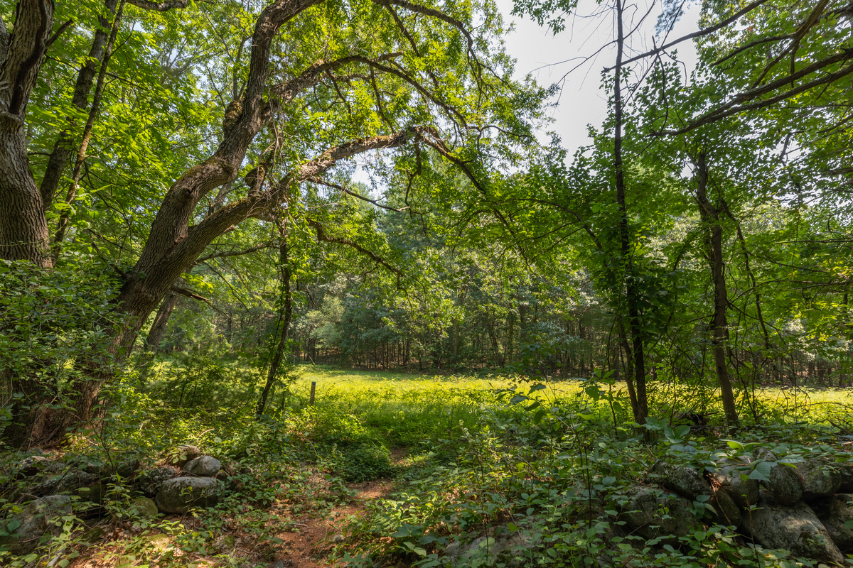 A narrow path between trees leading to a clearing in the woods.