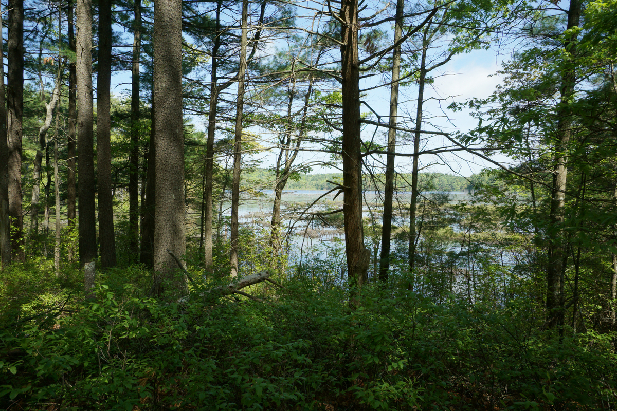 Thin and thick tree trunks and small shrubs in front of a view to the marshy pond.