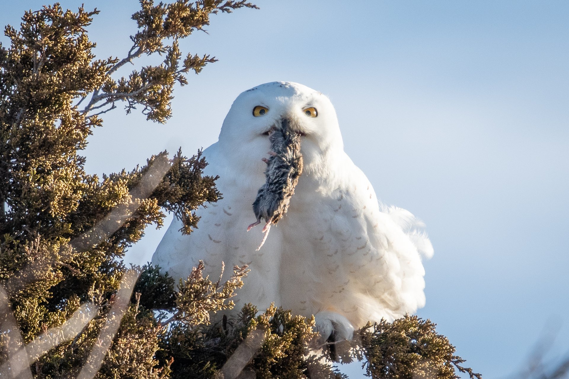 A snowy owl holds a rat in its beak