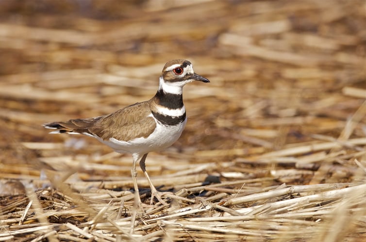 A Killdeer standing on brown straw.