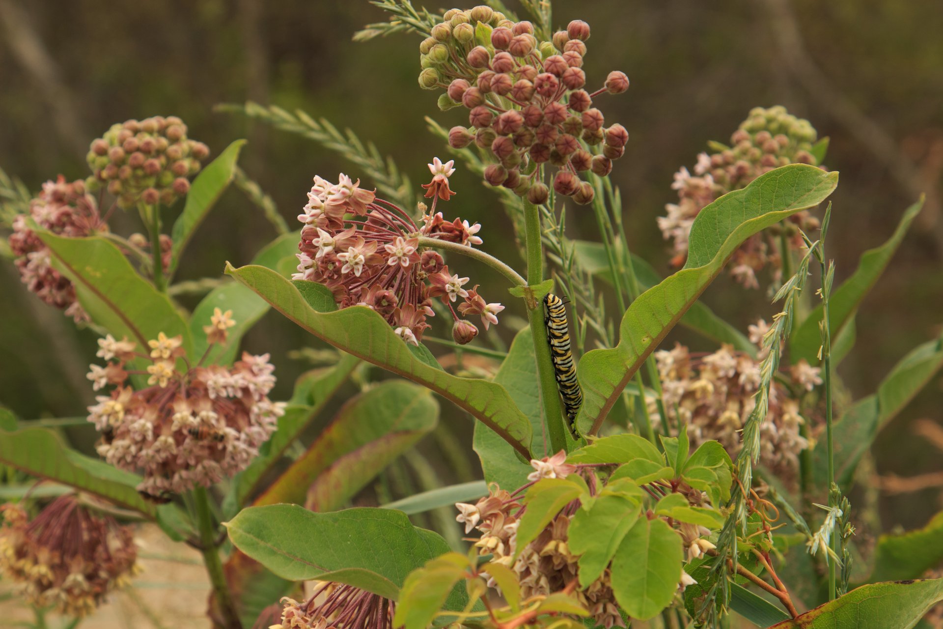 Caterpillar crawling on milkweed plant