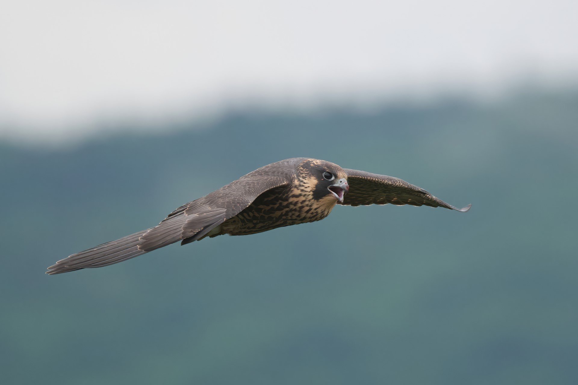 falcon flying through the air