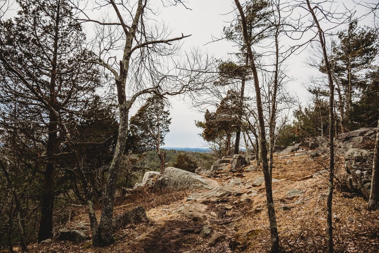 A rocky hillside with bare and pine trees.