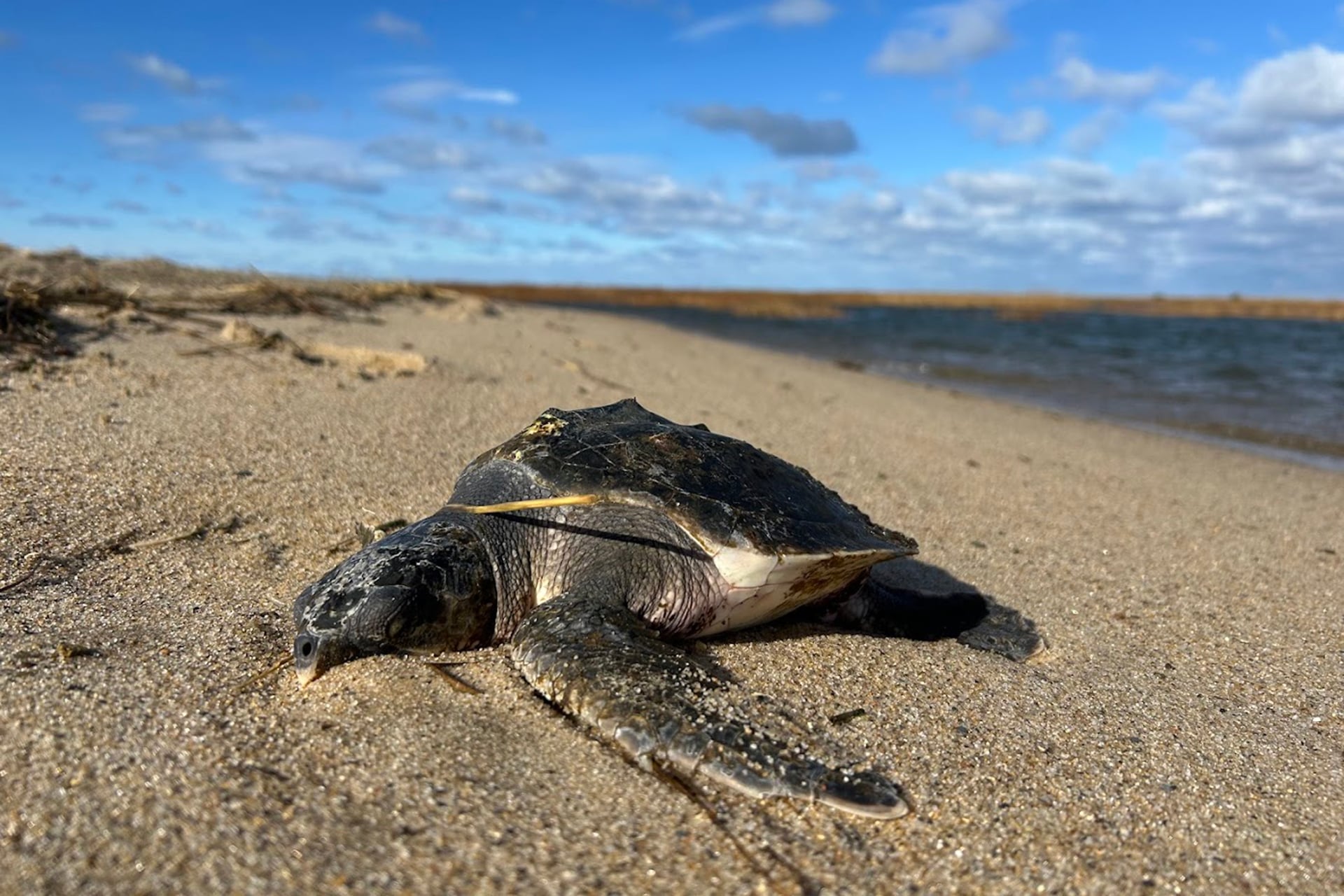 Cold-stunned sea turtle on the sand