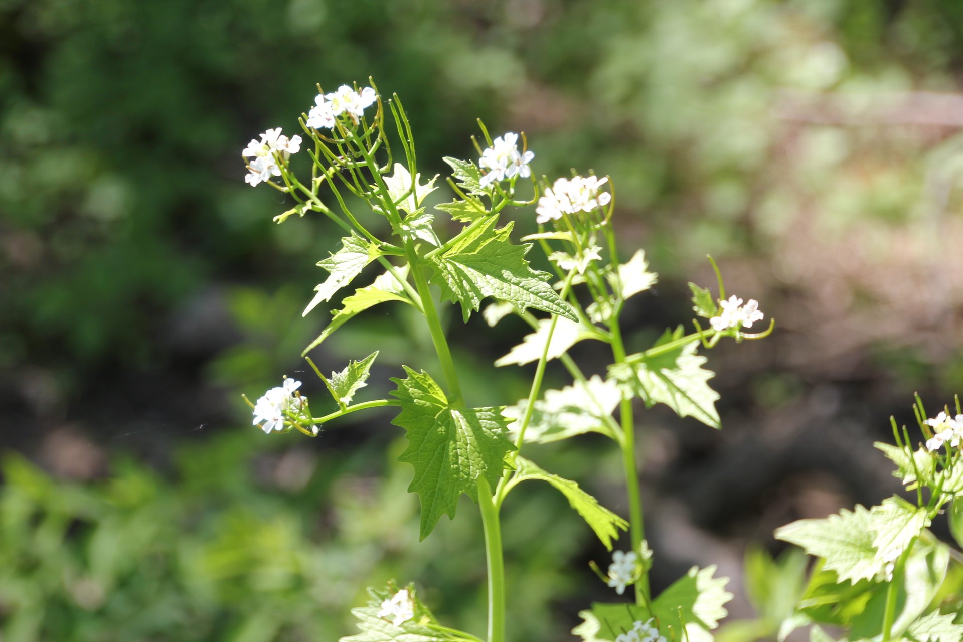 Garlic Mustard Plant in Sun