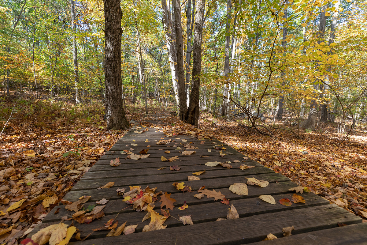 Orange, yellow, and brown leaves scattered across and surrounding a wooden boardwalk in the woods.