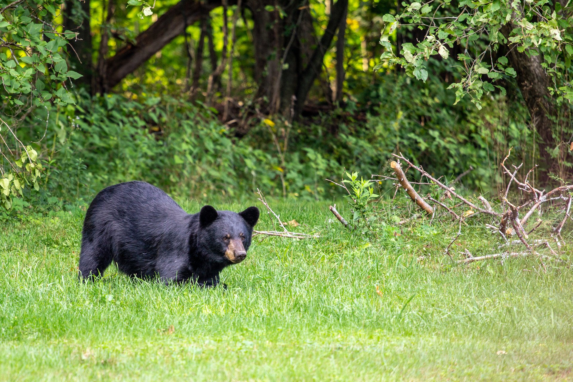 A black bear bent over its front legs in a grassy forest clearing.