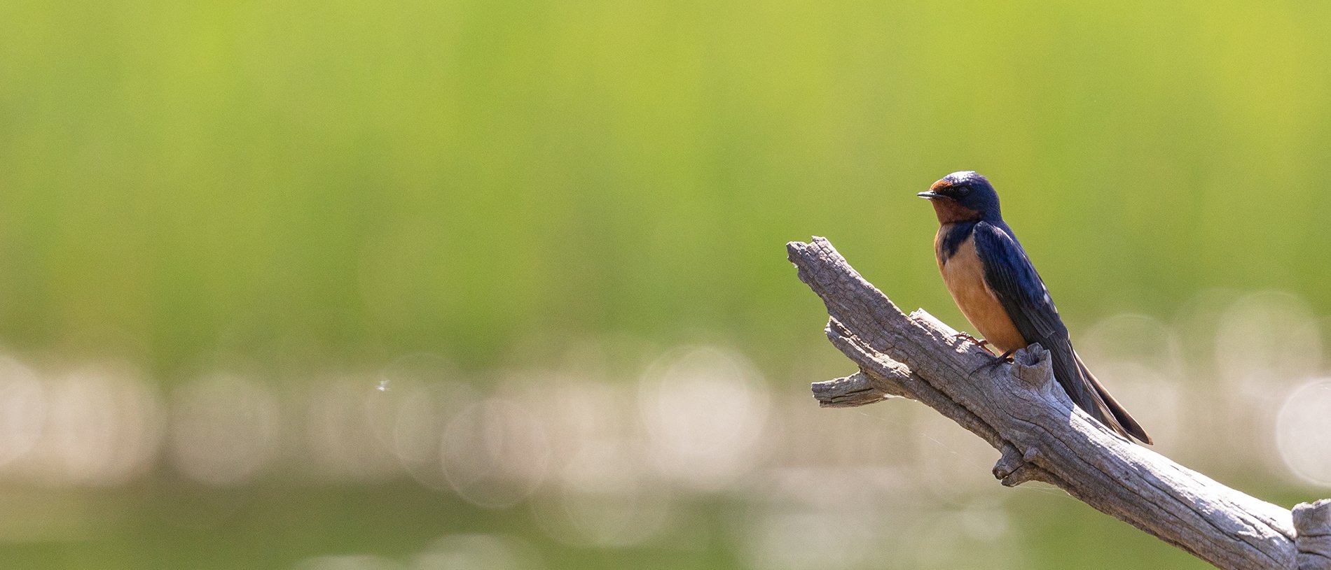 barn swallow on dead branch