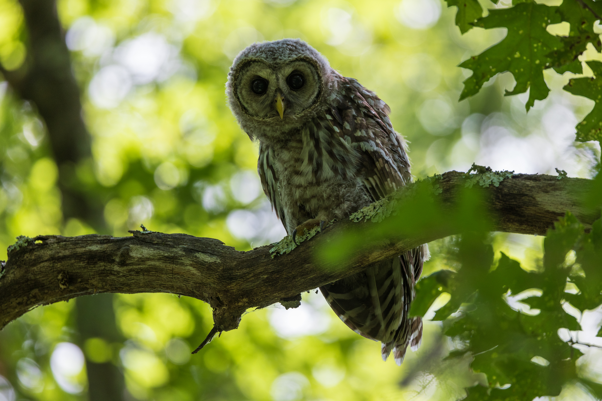 barred owl fledgling looking down from branch