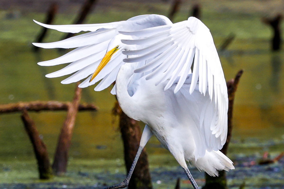 Great Egret Spreading Wings