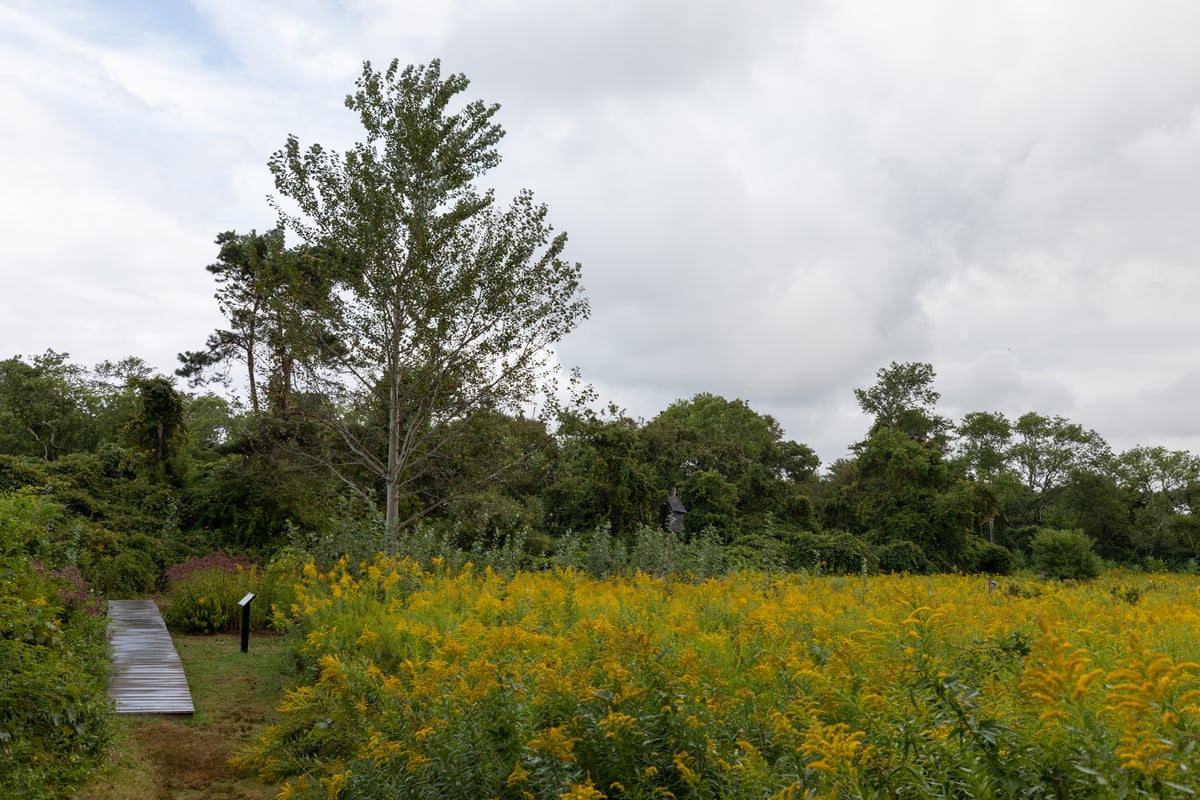 A wooden boardwalk cuts through green vegetation and yellow flowers.